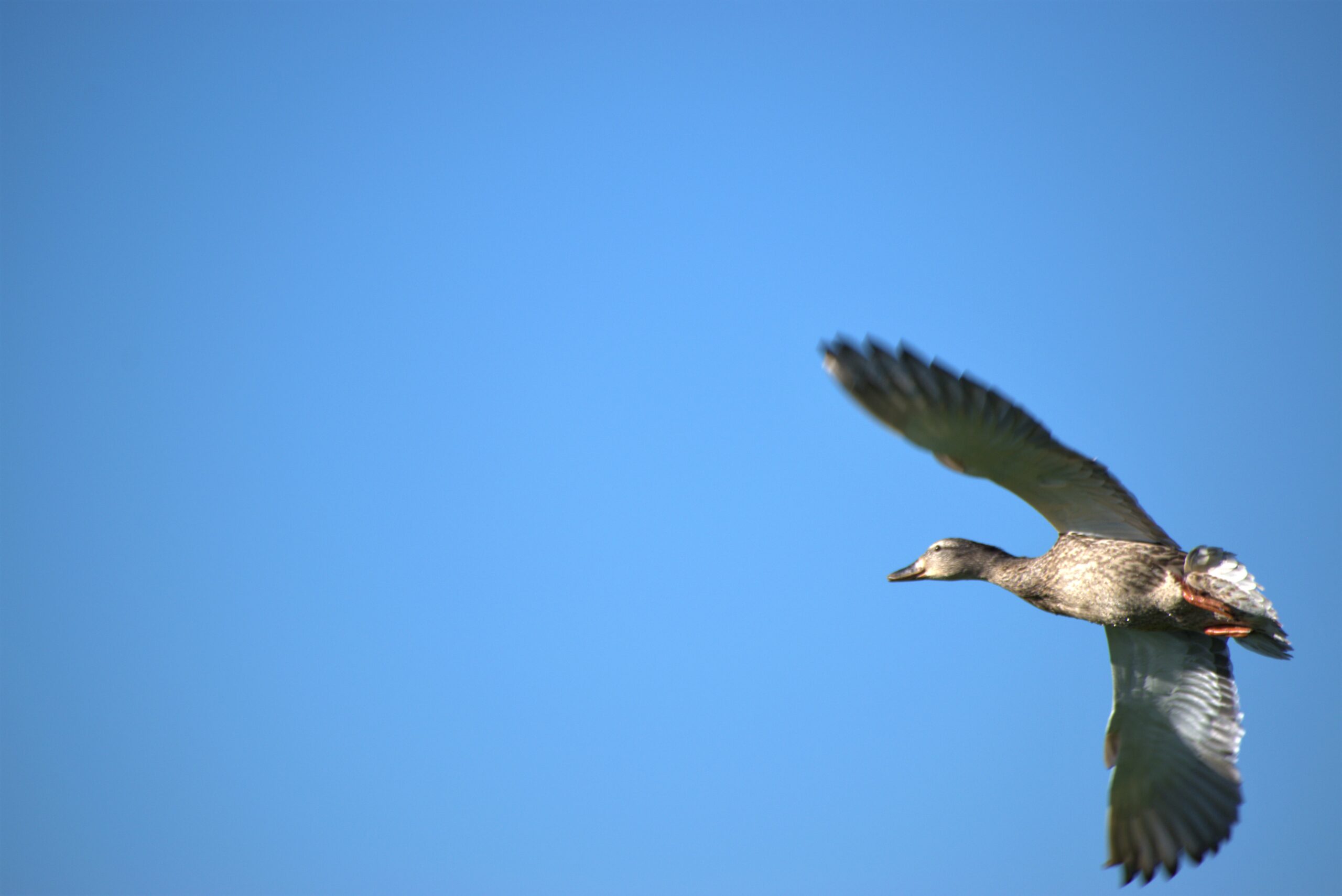 Duck in Blue Sky