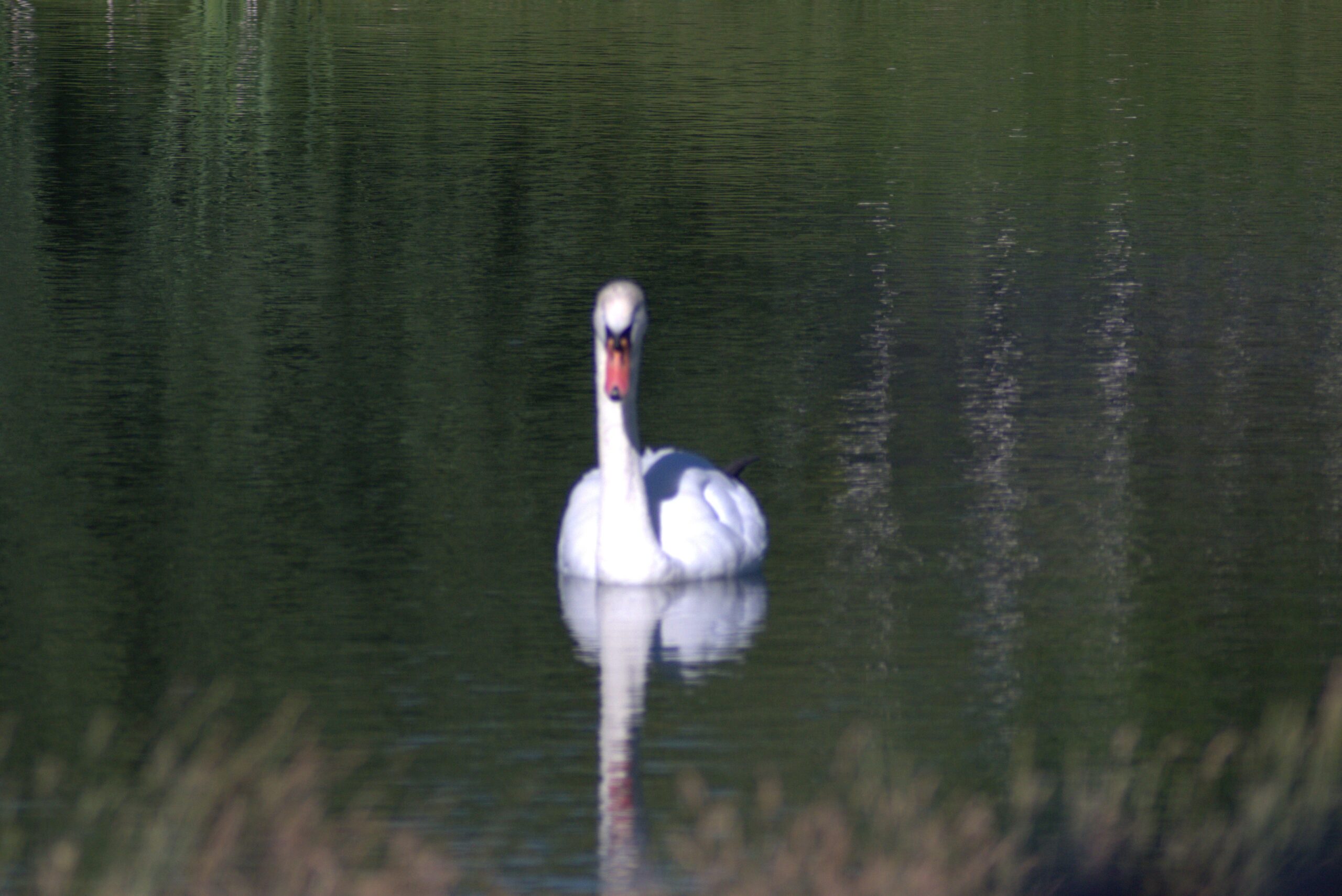 Swan